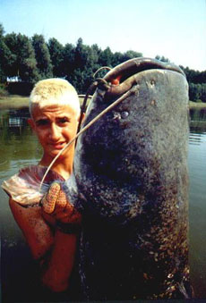 Il Coccodrillo del Po, il pesce siluro