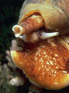 Lumaca marina assassina (Conus geographus)