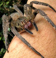 Ragno delle banane (Phoneutria nigriventer)