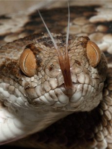 Vipera Rostrata-Squamata (Echis carinatus)