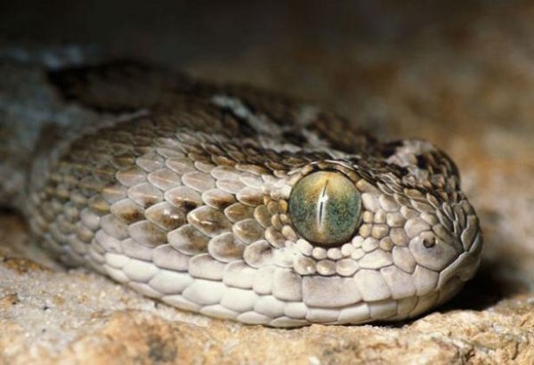 Un primo piano della testa - e degli occhi - di un esemplare adulto di Vipera Rostrata-Squamata