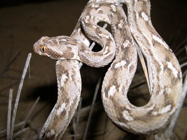 Echis carinatus è probabilmente il rettile responsabile del maggior numero di decessi al mondo