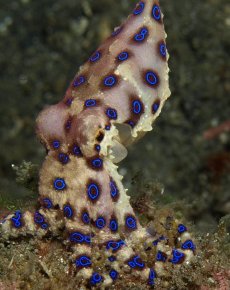 Polpo dagli anelli blu (Hapalochlaena lunulata)