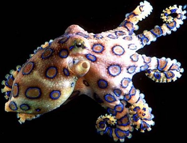 Il polpo dagli anelli blu, blue ringed octopus