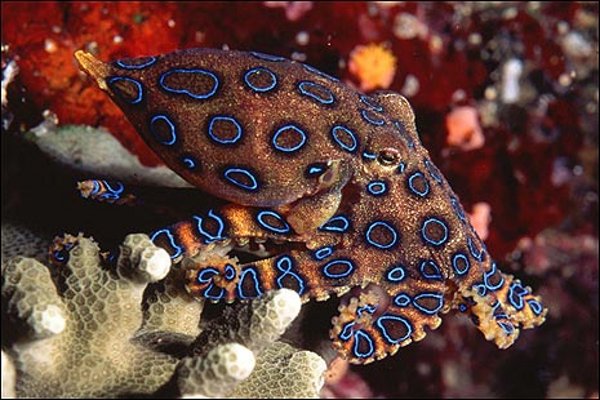 Il polpo dagli anelli blu, blue ringed octopus