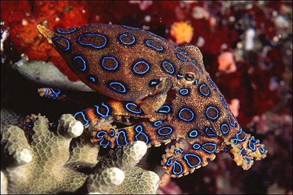 polpo-anelli-blu-ringed-octopus-05.jpg