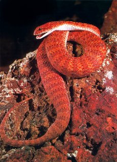 Vipera della Morte (Acanthophis antarcticus)