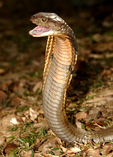 Cobra Reale (Ophiuphagus hannah)