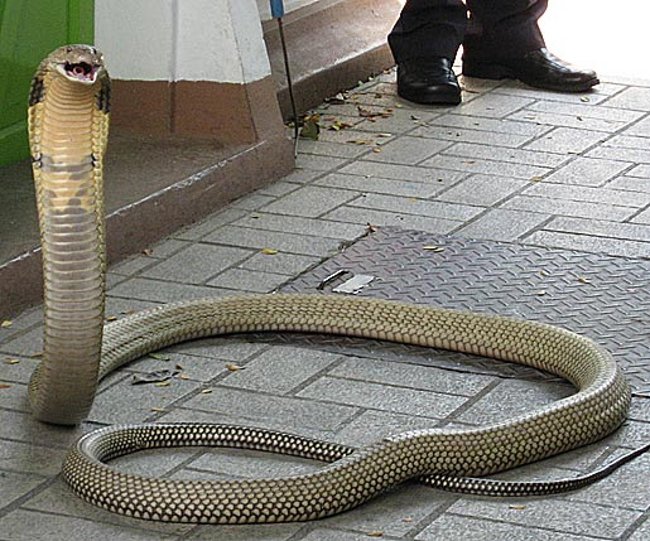 Un cobra reale per la strada...