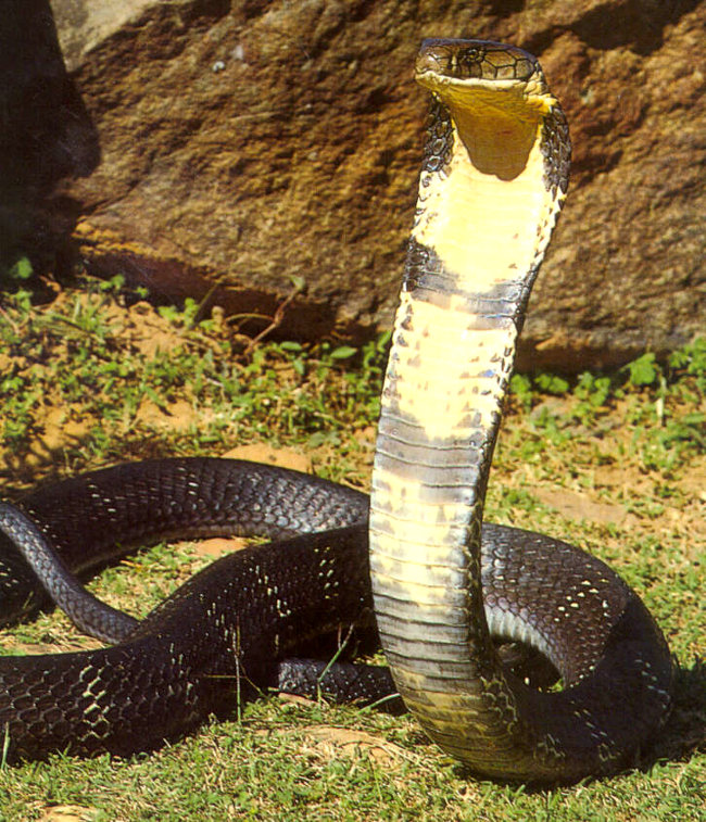 Un cobra reale in posizione foto un enorme esemplare di King Cobra