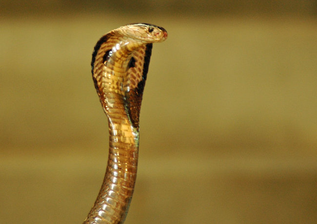 Un elegante Ophiuphagus hannah