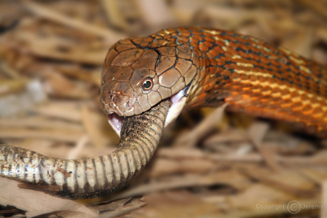 Un Cobra Reale pasteggia con un altro serpente