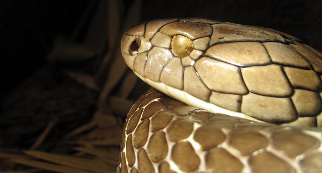 La mortale testa di un cobra reale