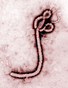 Ebola, il virus assassino