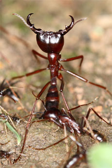 Siafu, le formiche killer (Dorylus nigricans)