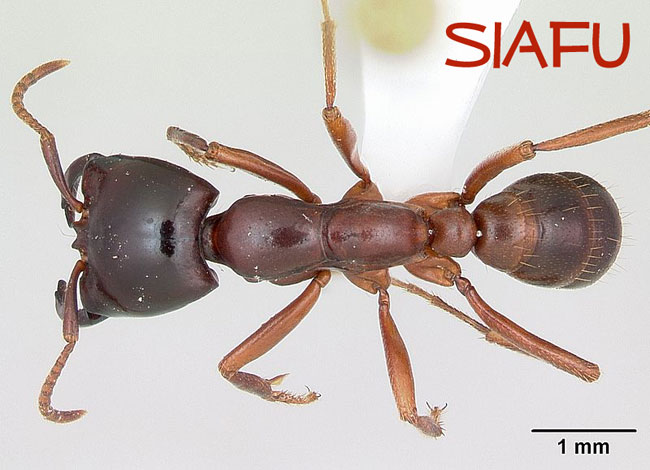 Un primo piano di una formica Siafu