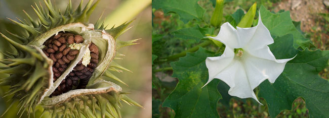 Semi e fiore dello Stramonio