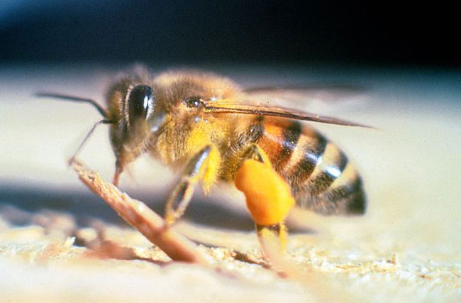 Immagine ravvicinata di una Apis Mellifera Africanizzata