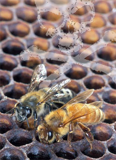 Ape africana killer (Apis Mellifera Africanizzata)