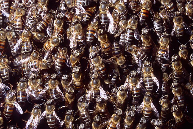 Le api killer attaccano in massa