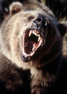 Orso Grizzly (Ursus arctos orribili)