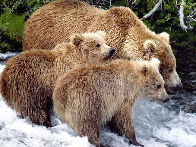 Mamma orso Grizzly e due cuccioli