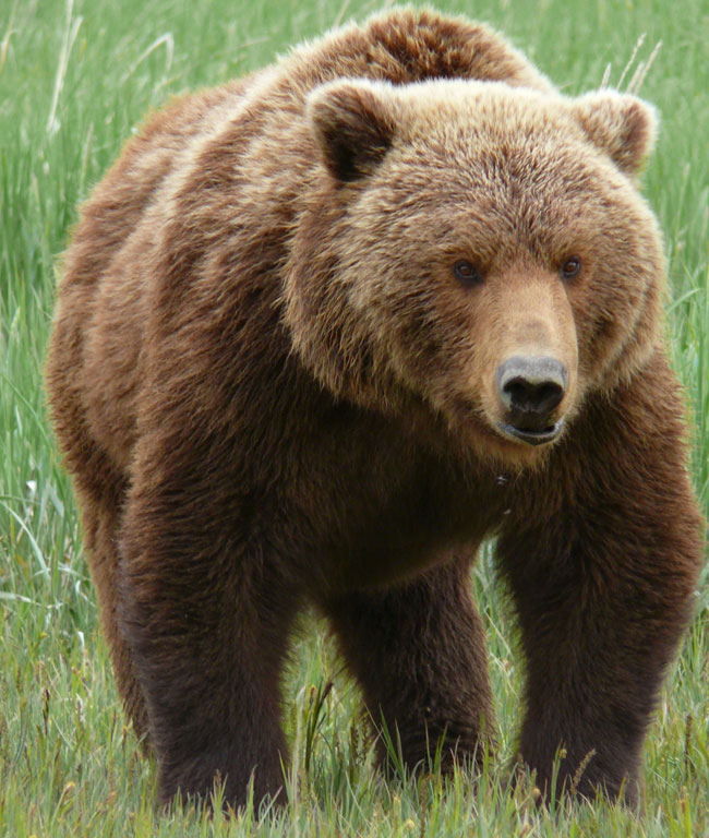 Un orso Grizzly a caccia