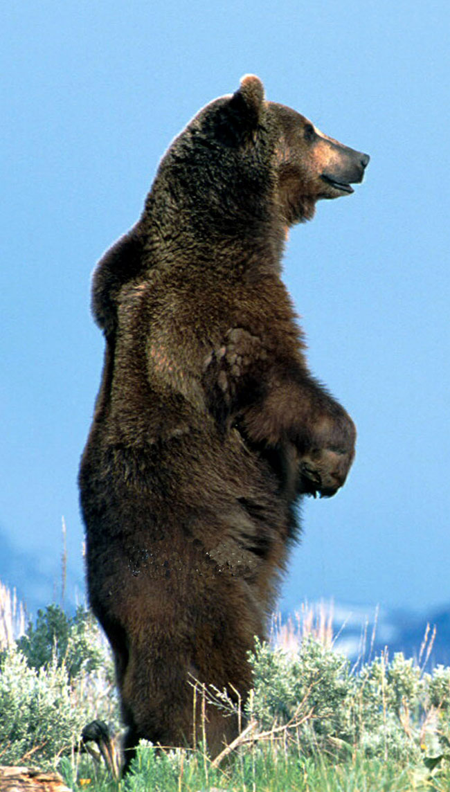 Un orso Grizzly su due zampe, altissimo