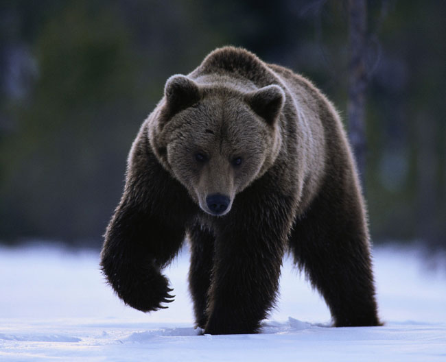 Un Ursus arctos orribili che zampetta sulla neve