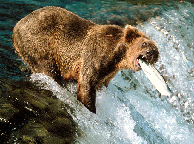 Un orso Grizzly a pesca di salmoni