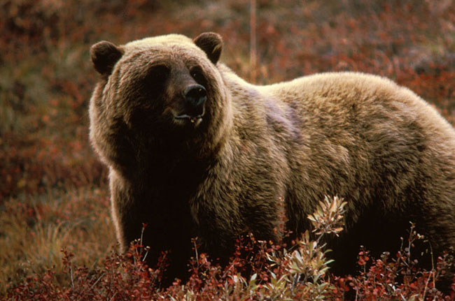 Un Grizzly tra la bassa vegetazione