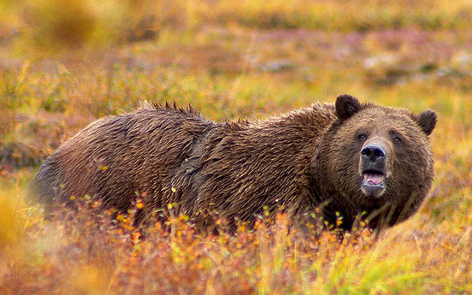 Un orso Grizzly: ci ha visto, meglio andarsene