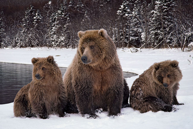 Una femmina di Grizzly e due cuccioli