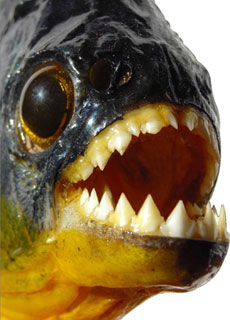 Piranha (Serrasalmus nattereri)