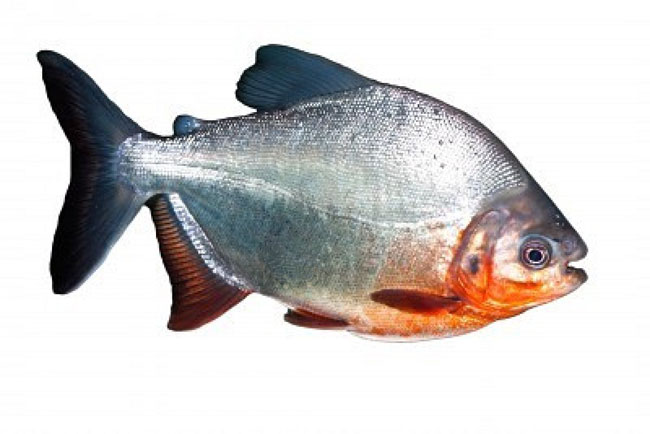 Un piccolo pesce piranha