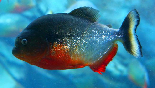 Risultati immagini per piranha