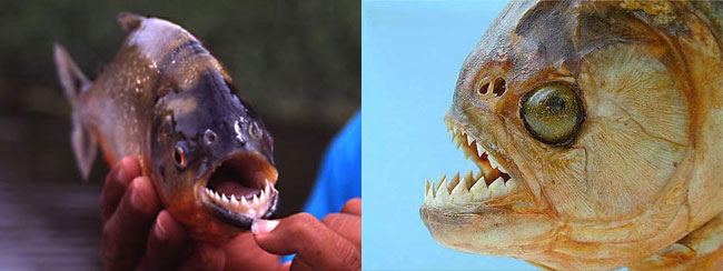 Due piranha e le loro dentature aguzze
