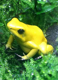 Rana Freccia (Phyllobates terribilis)