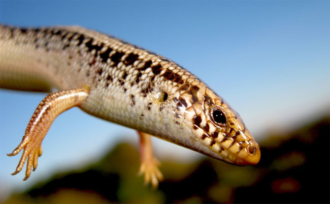 Chalcides Ocellatus, un bel primo piano