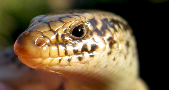 Primo piano di un Chalcides Ocellatus