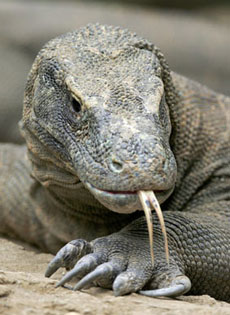 Varano di Komodo (Varanus komodoensis)