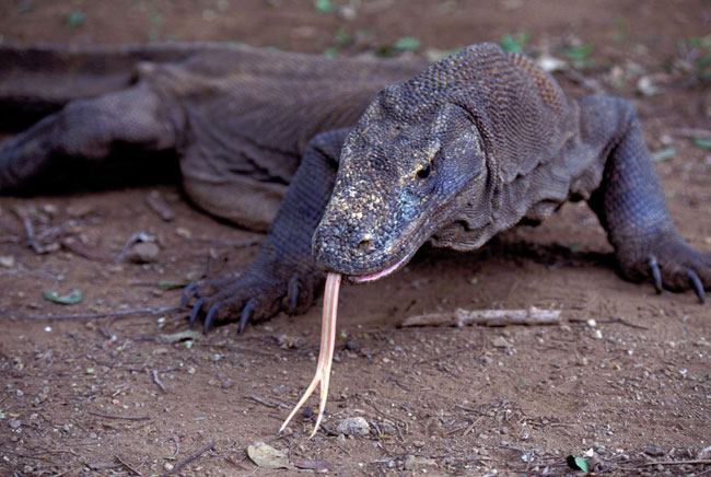 Foto di un Drago di Komodo con lingua biforcuta