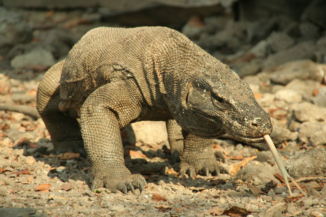 Un Varano di Komodo in cerca di cibo