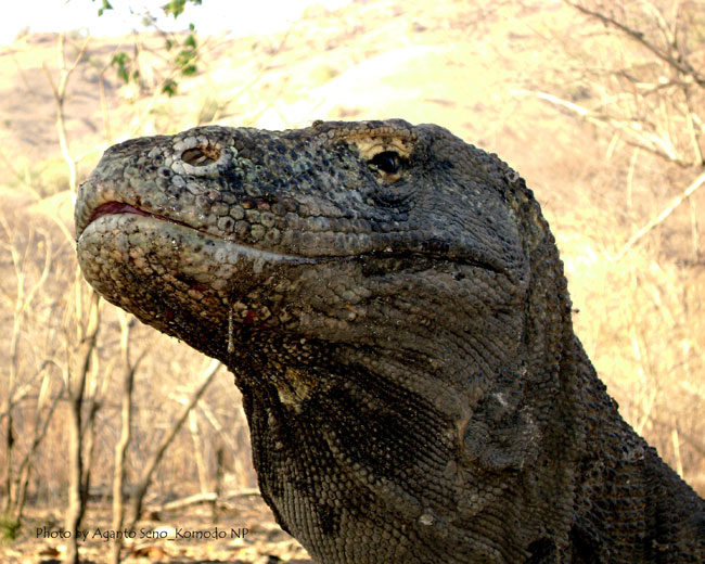 La foto di un primo piano di un Varano di Komodo