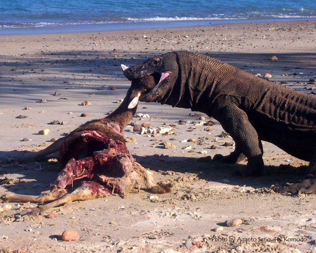 Un drago di Komodo mentre mangia