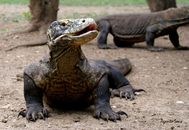 Un Drago di Komodo ti guarda