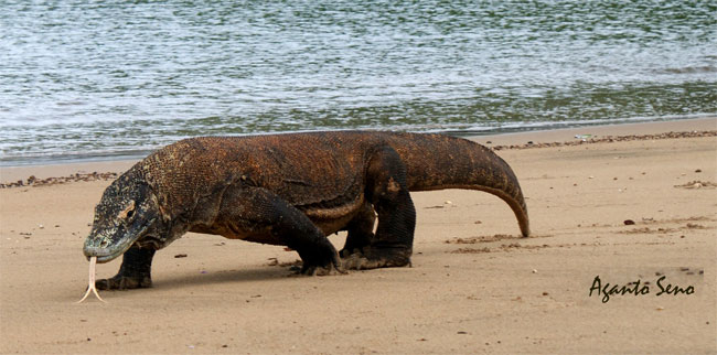 Un Drago sulla spiaggia di Komodo