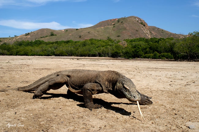 Un Varano nell'entroterra dell'isola di Komodo