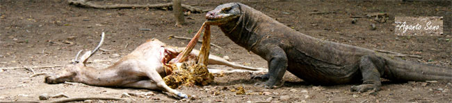 Un Drago di Komodo mentre pasteggia