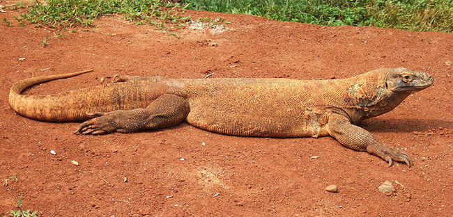 Un Varano di Komodo, tranquillo e placido